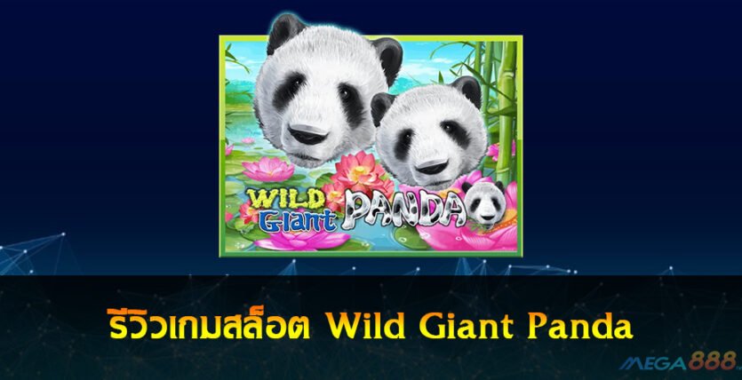 Wild Giant Panda